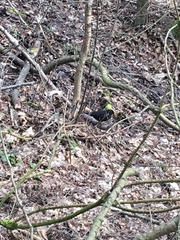 Turdus merula