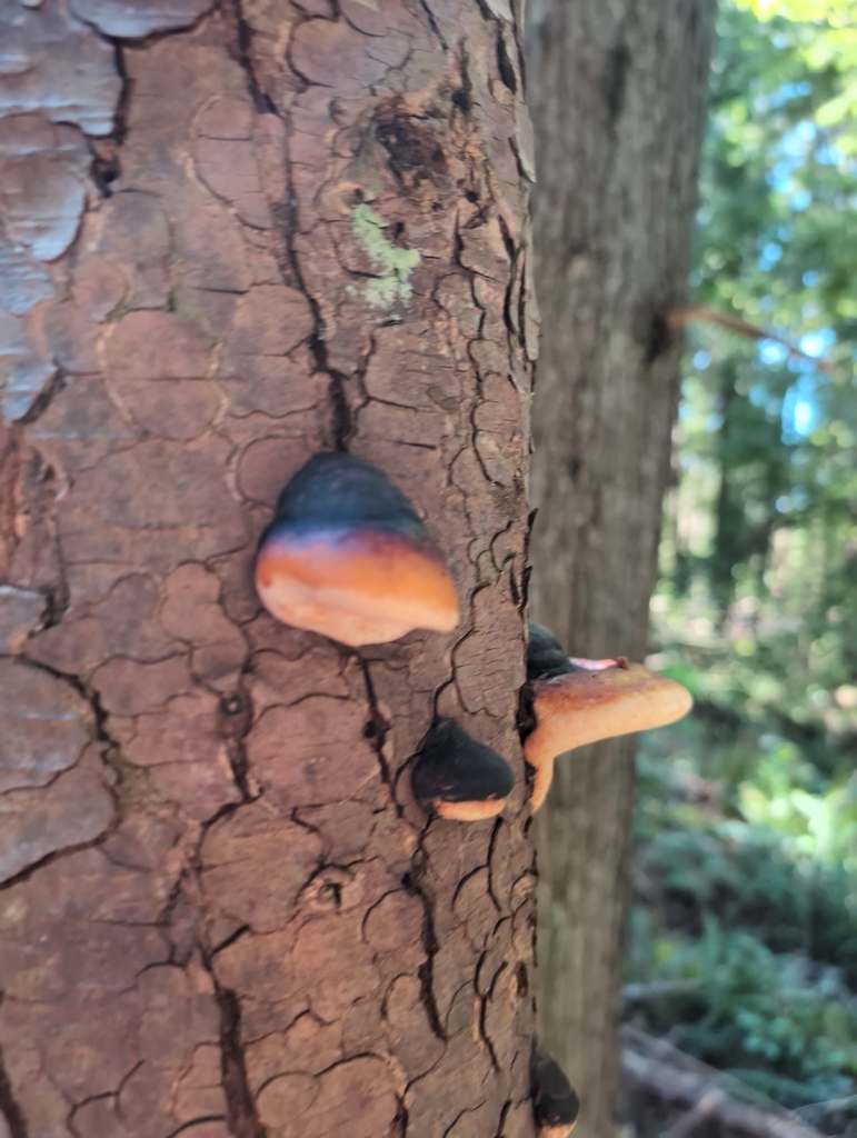 Fomitopsis mounceae · April 2026 · photo: © funvill (iNaturalist, cc0)