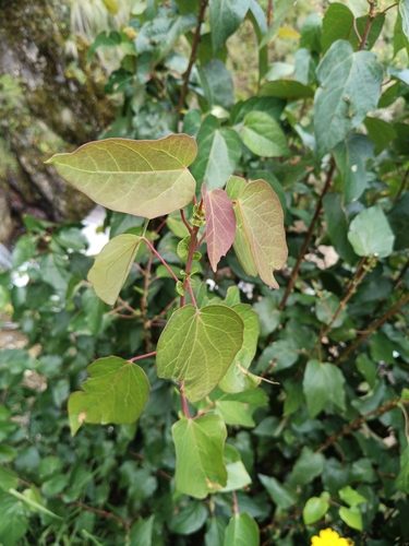 Vallea stipularis, photograph 2