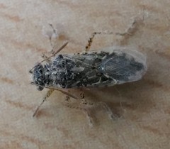 Brachycarenus tigrinus