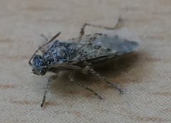 Brachycarenus tigrinus