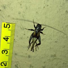 Modicogryllus truncatus