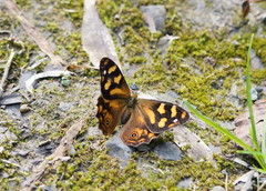 Heteronympha banksii