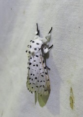 Kamalia multipunctata