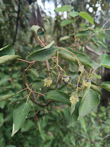 Vallea stipularis