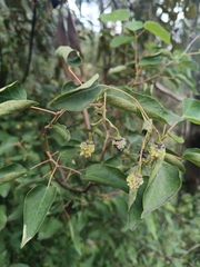 Vallea stipularis