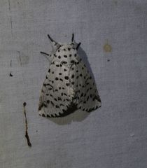 Kamalia multipunctata