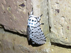 Kamalia multipunctata
