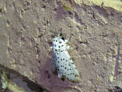 Kamalia multipunctata