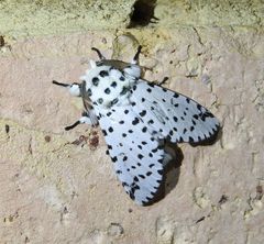 Kamalia multipunctata