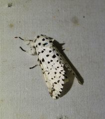Kamalia multipunctata