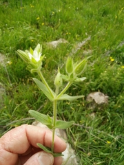 Cerastium dichotomum