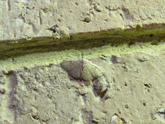 Cerynea trogobasis