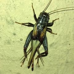 Modicogryllus truncatus