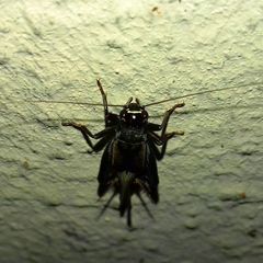 Modicogryllus truncatus