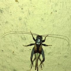 Modicogryllus truncatus