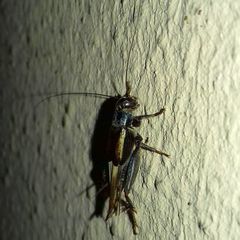 Modicogryllus truncatus