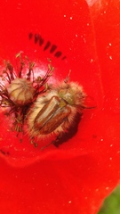 Pygopleurus israelitus