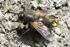 Tachina lurida