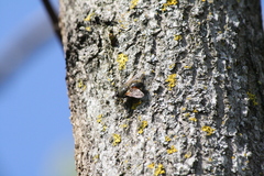 Tachina lurida