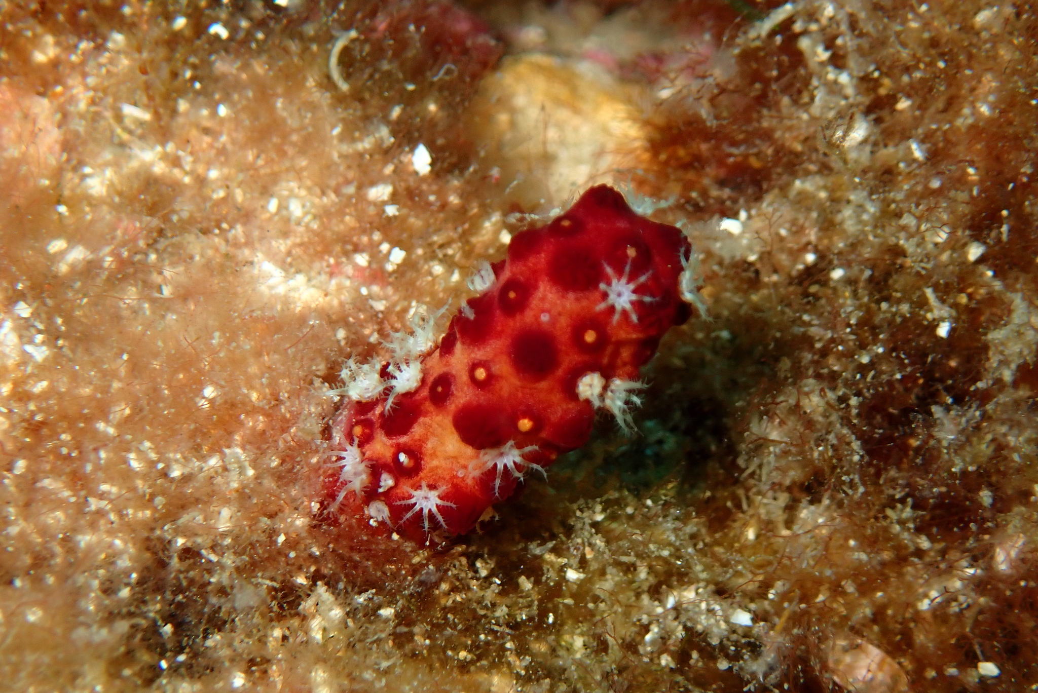 Alcyonium acaule Marion, 1878