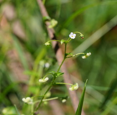 Hackelia latifolia