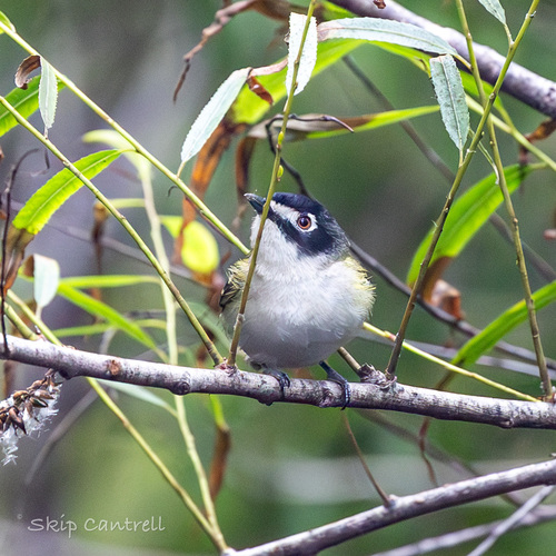 Black-capped Vireo (Vireo atricapilla), photo 6