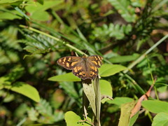 Heteronympha banksii