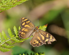 Heteronympha banksii