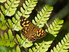 Oreixenica kershawi