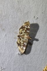 Chabula acamasalis