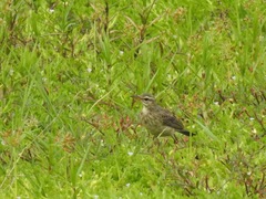 Anthus pallidiventris