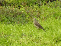 Anthus pallidiventris