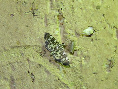 Chabula acamasalis
