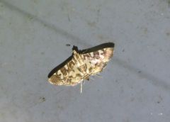 Chabula acamasalis