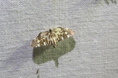 Chabula acamasalis