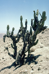 Armatocereus matucanensis