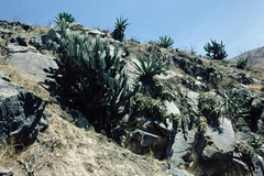Armatocereus matucanensis