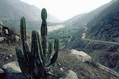 Armatocereus matucanensis