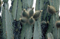 Armatocereus matucanensis