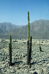 Armatocereus procerus