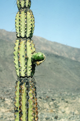 Armatocereus procerus
