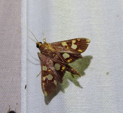Chalcidoptera emissalis