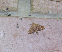 Chalcidoptera emissalis