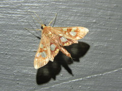 Chalcidoptera emissalis