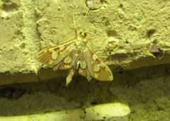 Chalcidoptera emissalis