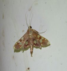 Chalcidoptera emissalis