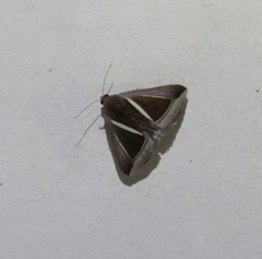 Chalciope alcyona