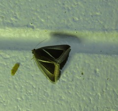 Chalciope alcyona