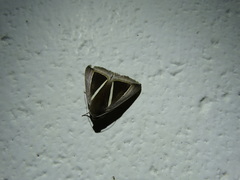 Chalciope alcyona